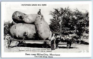 Miles City Montana MT Postcard RPPC Photo Exaggerated Potatoes Grow Big Here