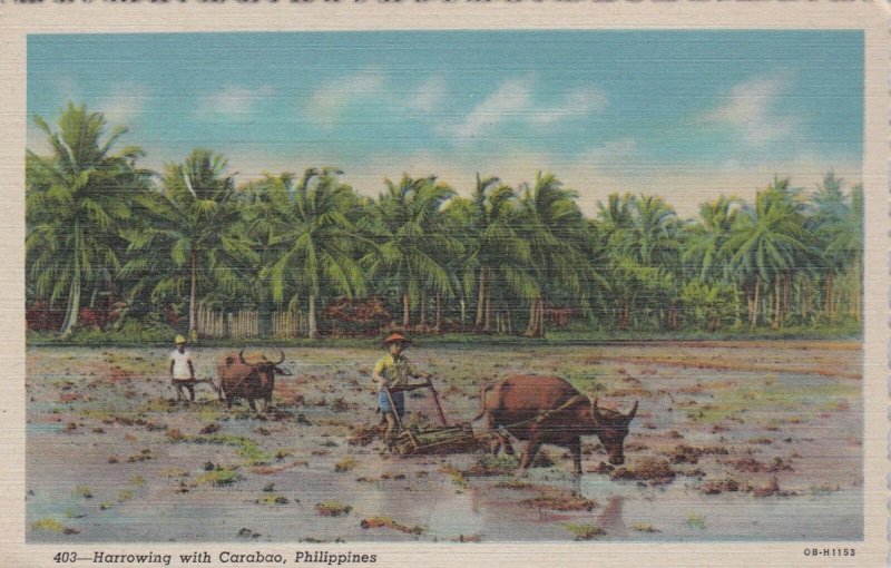 Philippines Farmers Harrowing With Carabao Curteich sk0850a