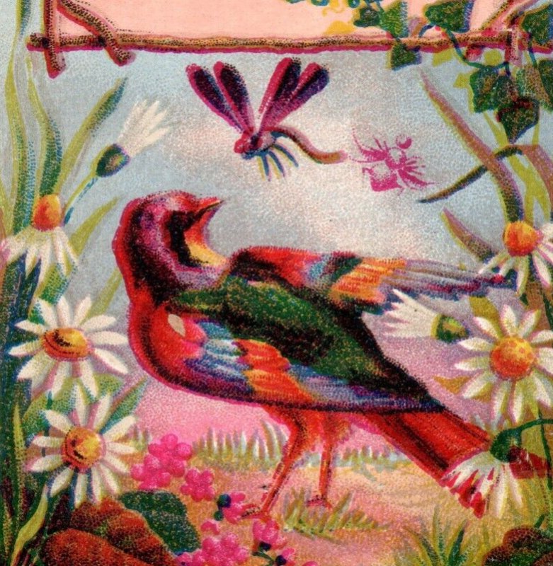 1880s Victorian Trade Cards Wild Birds Insects Dragonfly Set Of 4 P198