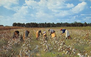 Cotton Picken Time in South View Postcard Backing 