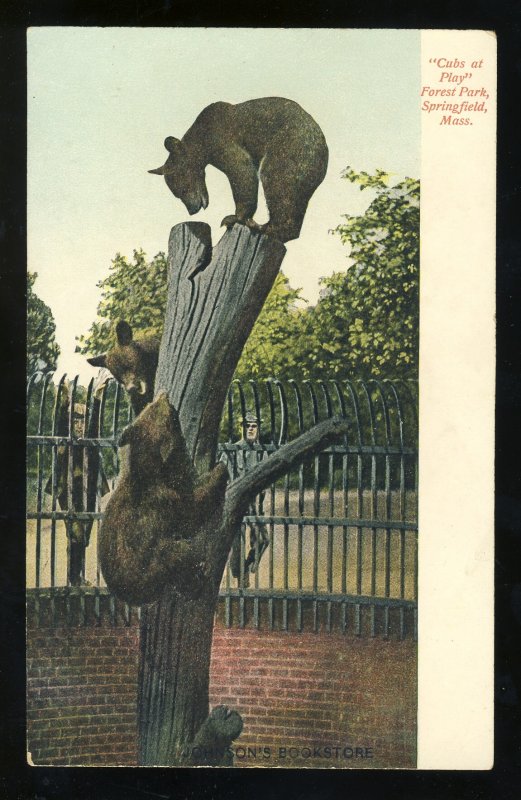 Springfield, Massachusetts/MA/Mass Postcard, Bear Cubs At Play At Forest Park