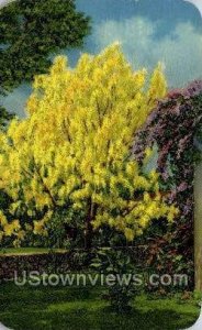 Golden Shower Tree - Misc, Florida FL