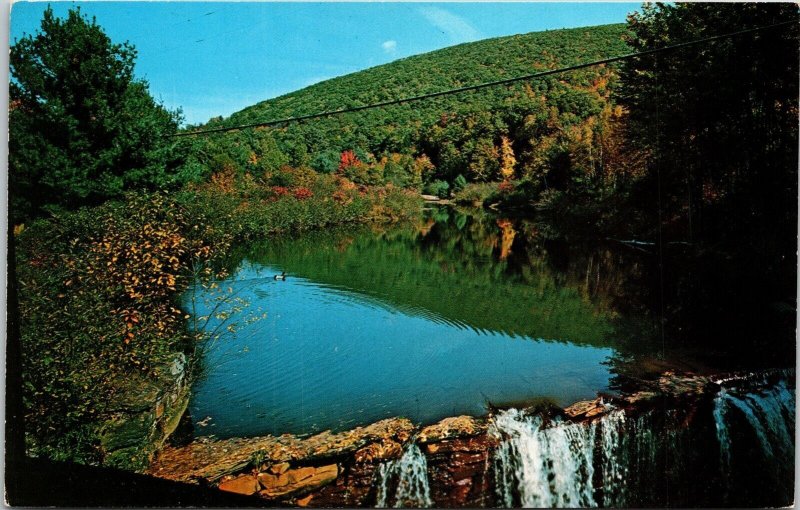 Lone Wild Duck Floating Pond Charlemont Massachusetts MA Waterfall Postcard UNP 
