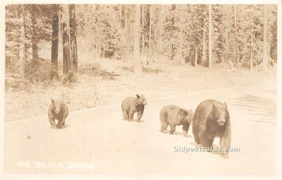 Bear Great Smoky Mountains National Park Unused 