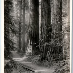 c1930s Mariposa Grove, Yosemite, CA RPPC Three Graces Redwood Trees Sequoia A199