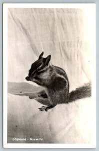 RPPC  Chipmunk  Yosemite  California  - Real Photo Postcard  1950