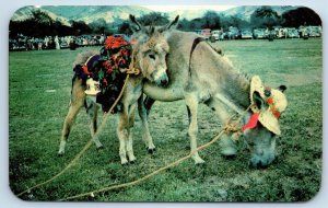 St. Croix Virgin Islands US Postcard Donkey & Foal for Donkey Races 1965