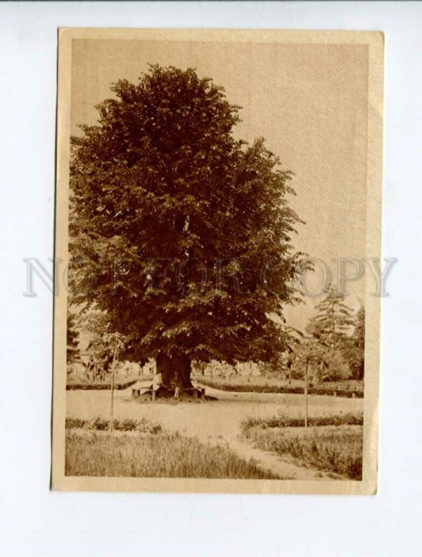 3014323 Caucasus Abkhazia Sukhumi Agricultural statio Vintage