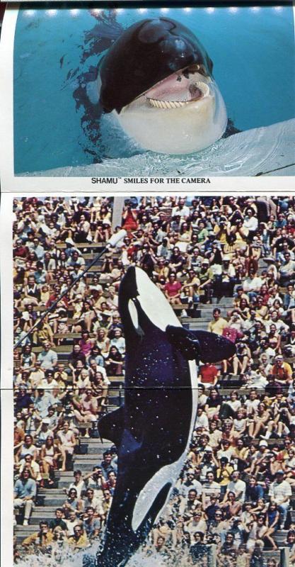 Shamu at Sea World San Diego California ca Orlando Florida postcard folder