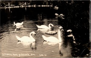 RPPC Swans in Lithia Park, Ashland OR Vintage Postcard O35