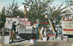 WA, Spokane County, Washington, Picking Apples, Farming, Woodmansee Pub No 69476