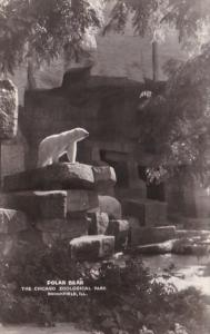 Polar Bear Chicago Zoological Park Brookfield Illinois Real Photo