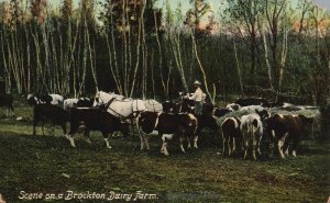 Vintage Postcard 1910's Scene on a Brockton Dairy Farm Cows Cattle Farm