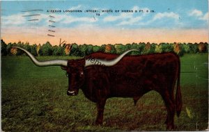 A Texas Longhorn Width of Horns 9 Ft 6 In Postcard PC327