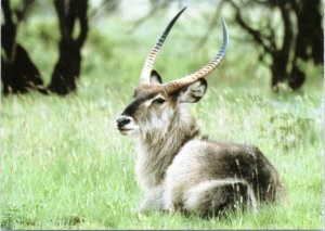 Postcard Antelope -Waterbok laying in field at Kruger National Park South Africa