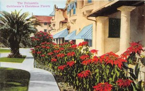 Los Angeles California c1910 Postcard  Poinsettia California's Christmas Flower