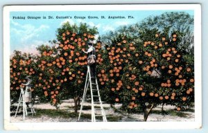 ST. AUGUSTINE, Florida FL ~ Picking Oranges DR GARNETT'S ORANGE GROVE  Postcard