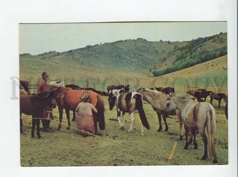 3179373 Mongolia Mare milking Zabhan Aimak photo old postcard