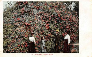 A California Rose Bush Edwardian Family Flowers c1910s Rieder Vintage Postcard