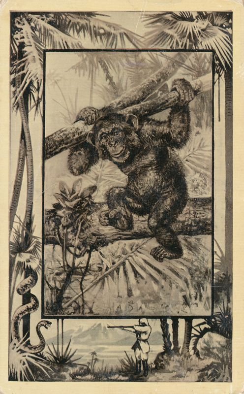 Africa Safari 1909 Series by Mintz of Chicago - Chimpanzee - DB