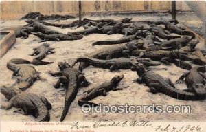 Florida, USA Alligators Native 1906 