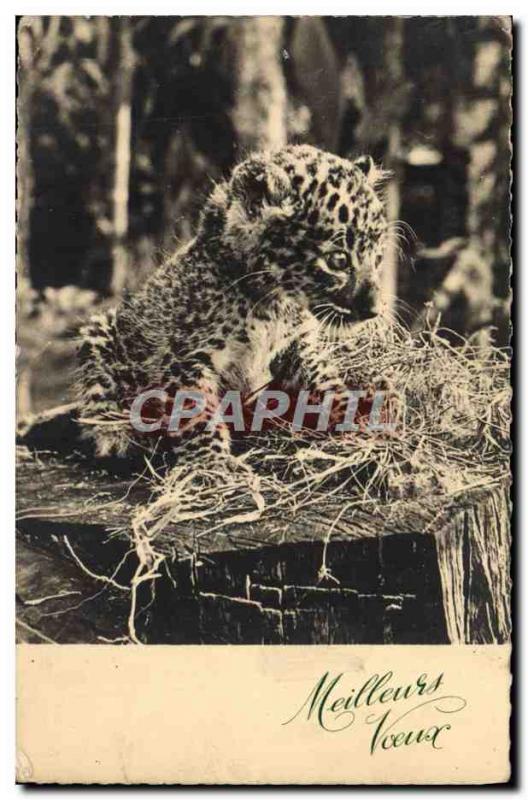 Postcard Old Felin Lion Cub