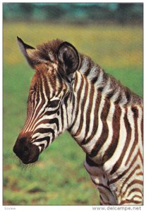 Zebra Head portrait , Africa , 50-70s