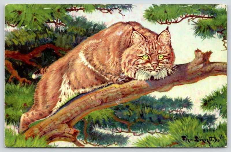 Fred Everett~Bobcat Green-Eyed Wildcat~Tree~National Wildlife Federation~1958