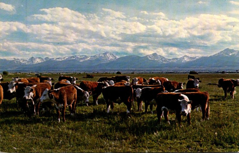 Montana Big Hole River Basin Cattle Herd