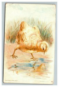 Vintage 1909 Postcard Cute Barnyard Chick with Looking for Food