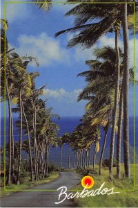 lot 18 caribbean barbados coconut trees