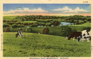 IN - Middlebury. Grazing Cows