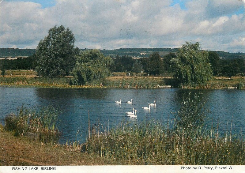 Postcard Canada fishing lake Birling Saskatchewan swans image picturesque view