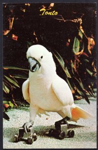 Florida MIAMI'S Parrot Jungle TONTO A Good Skate Salmon-Crested Cockatoo Chrome