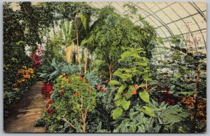 Cincinnati Ohio 1940s Postcard Fern House Irwin M. Krohn Conservatory