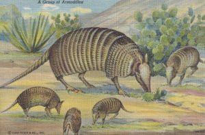 A Group Of Armadillos Old Linen USA Postcard