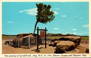 Wyoming Tree Growing Out Of Solid Rock Highway U S 30 I-80 Between Laramie an...