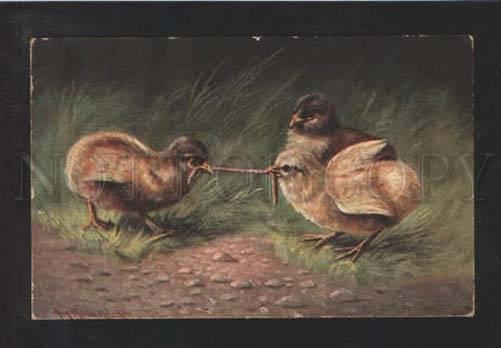 073450 Little CHICKEN playing w/ worm by MULLER vintage PC