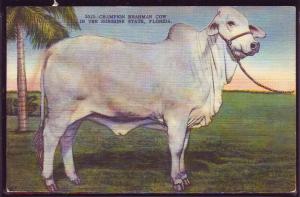 Champion Brahman Cow, FL 1952