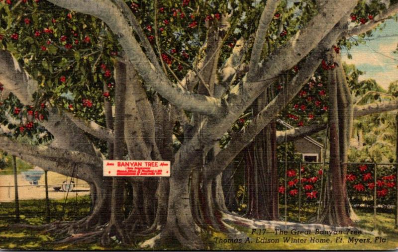 Florida Fort Myers Banyan Tree Thomas A Edison Winter Home 1960 Curteich