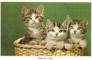 \Three of a Kind\ Nice American cat postcard