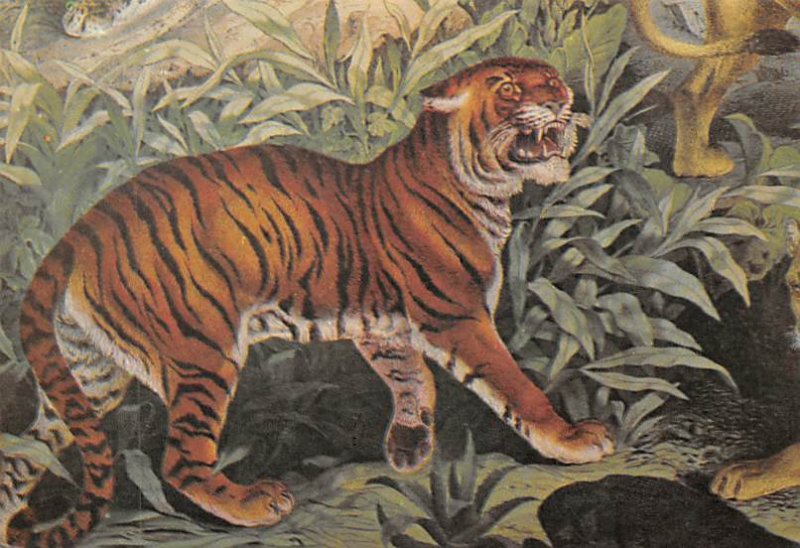 Tiger In Jungle Tiger Unused 