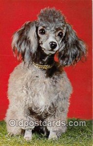 Poodle Color by Scenic Art, Berkely, CA, USA Dog Unused 