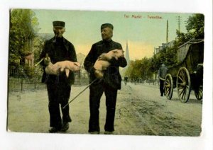 289414 NETHERLANDS TWENTHE Ter markt PIGS Vintage RPPC 1909 year to RUSSIA