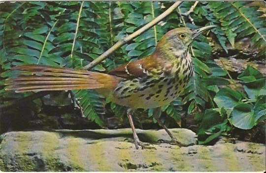 Vintage Postcard Brown Thrasher Bird by John H Gerard Nature Press 1960