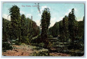 Hop Fields California Postcard Exterior Trees View c1909 Vintage Antique Posted