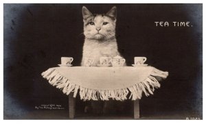 Cat , tea Time