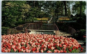 Postcard - Tulips, Kingwood Center, Mansfield, Ohio, USA