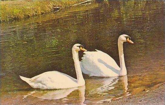 Florida Naples The Royal Mute Swan