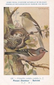 Pinson Chanteur Song Sparrow Vintage WW2 Bird Rare Postcard